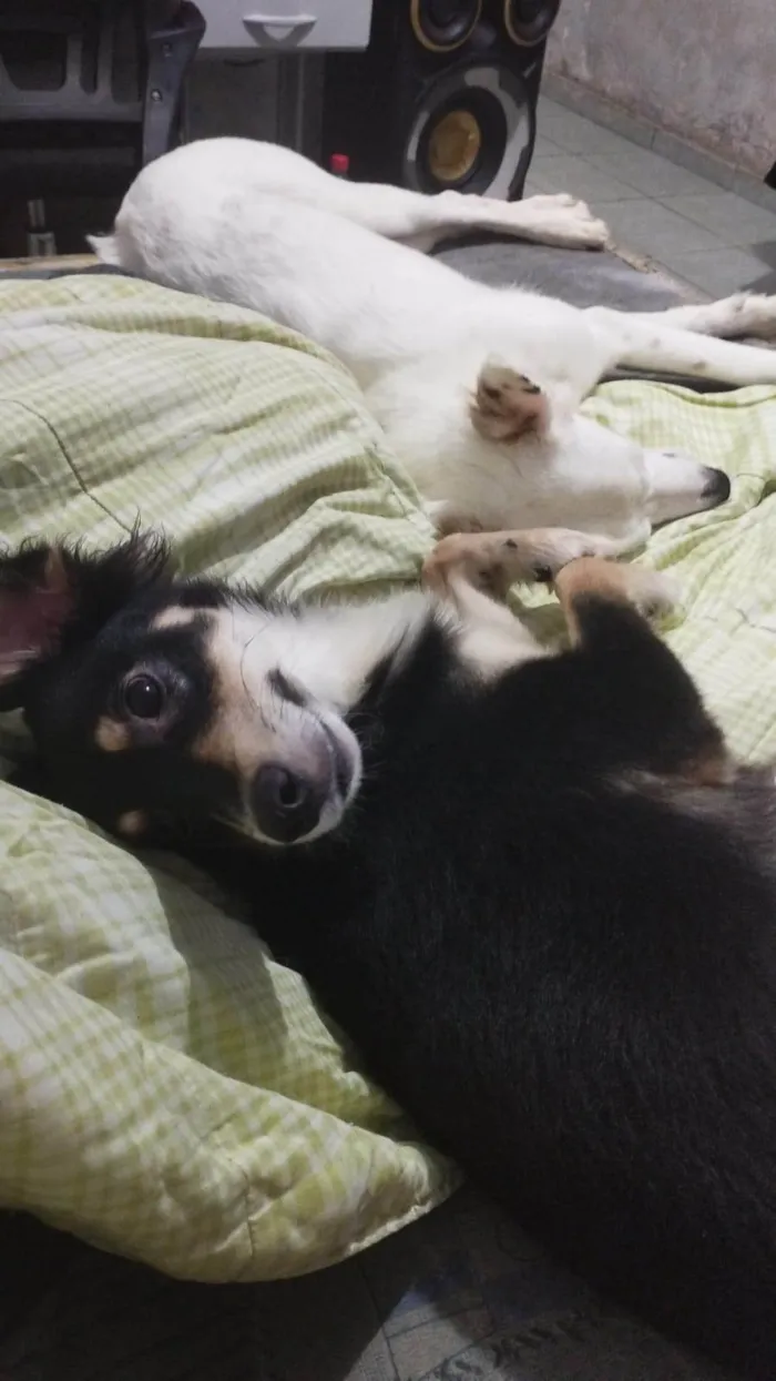 Cachorro ra a SRD-ViraLata idade 1 ano nome Castiel