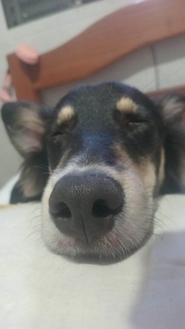 Cachorro ra a SRD-ViraLata idade 1 ano nome Castiel