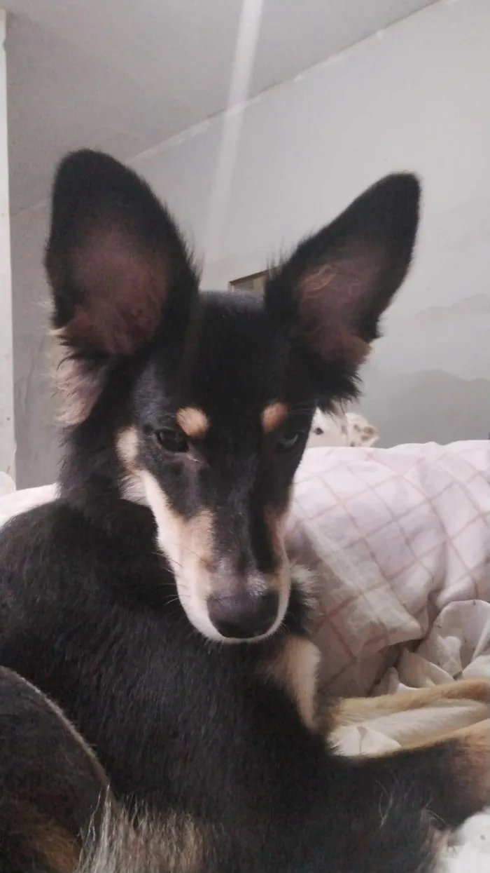 Cachorro ra a SRD-ViraLata idade 1 ano nome Castiel