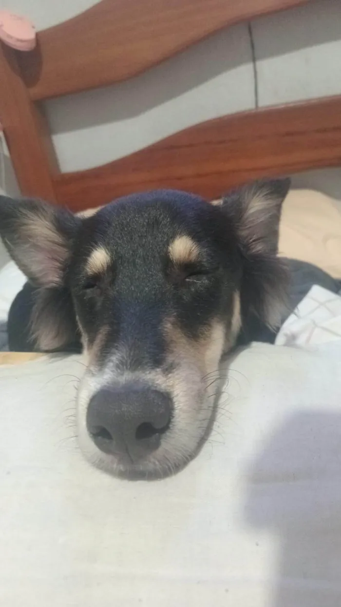 Cachorro ra a SRD-ViraLata idade 1 ano nome Castiel