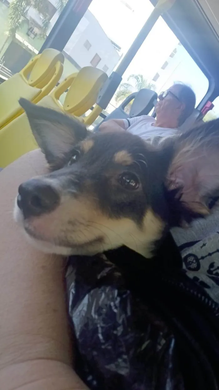 Cachorro ra a SRD-ViraLata idade 1 ano nome Castiel