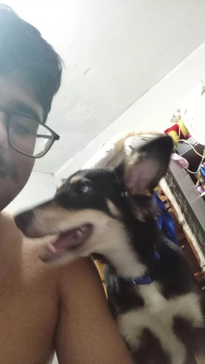 Cachorro ra a SRD-ViraLata idade 1 ano nome Castiel