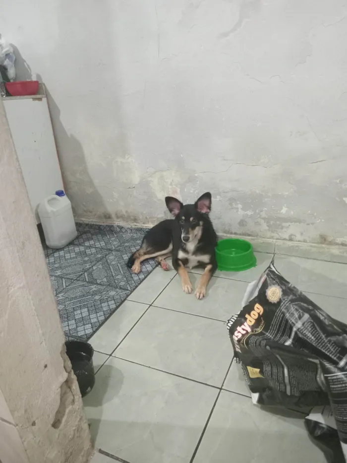 Cachorro ra a SRD-ViraLata idade 1 ano nome Castiel