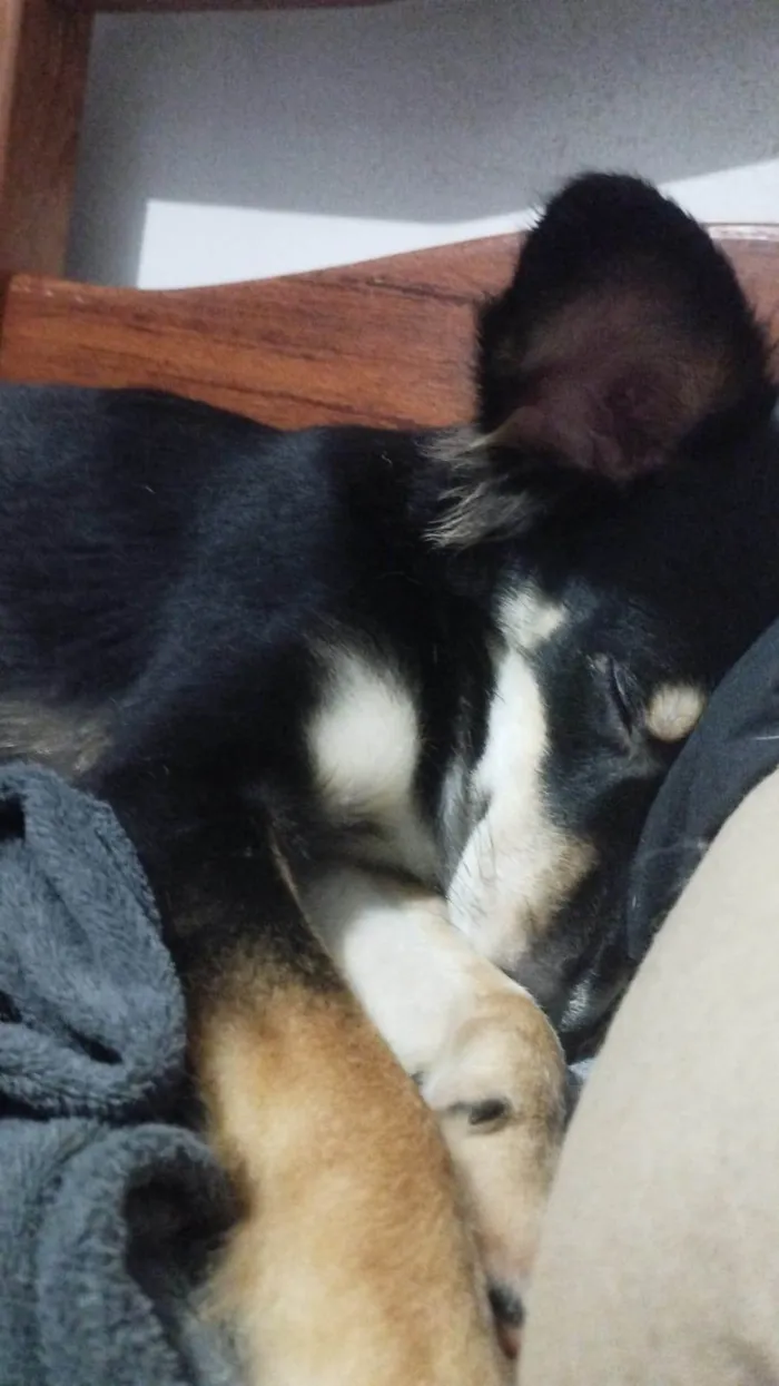 Cachorro ra a SRD-ViraLata idade 1 ano nome Castiel