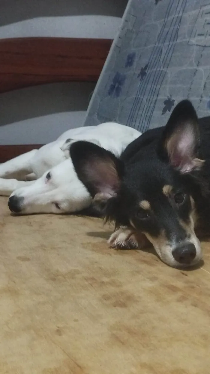 Cachorro ra a SRD-ViraLata idade 1 ano nome Castiel