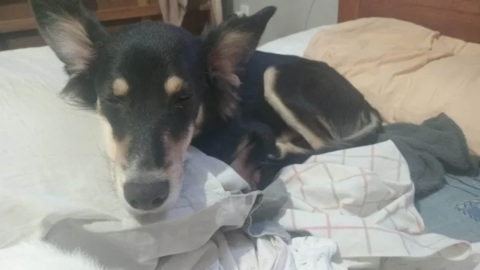 Cachorro ra a SRD-ViraLata idade 1 ano nome Castiel