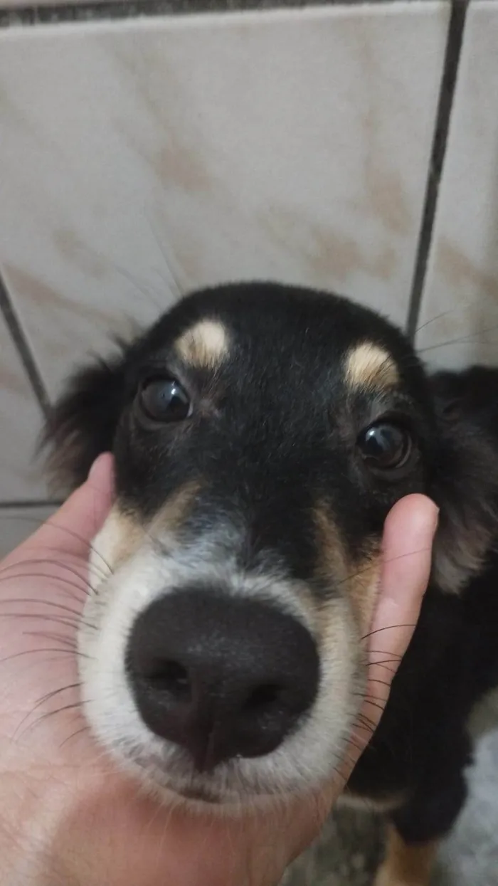 Cachorro ra a SRD-ViraLata idade 1 ano nome Castiel