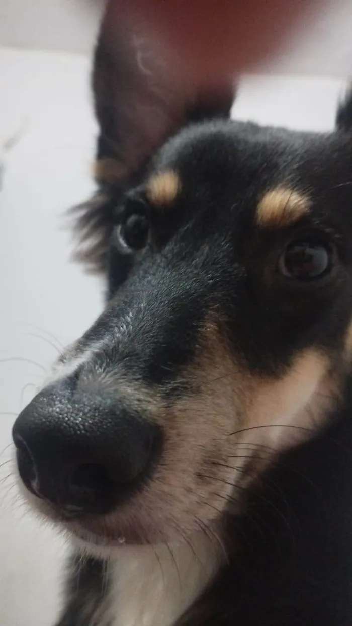 Cachorro ra a SRD-ViraLata idade 1 ano nome Castiel