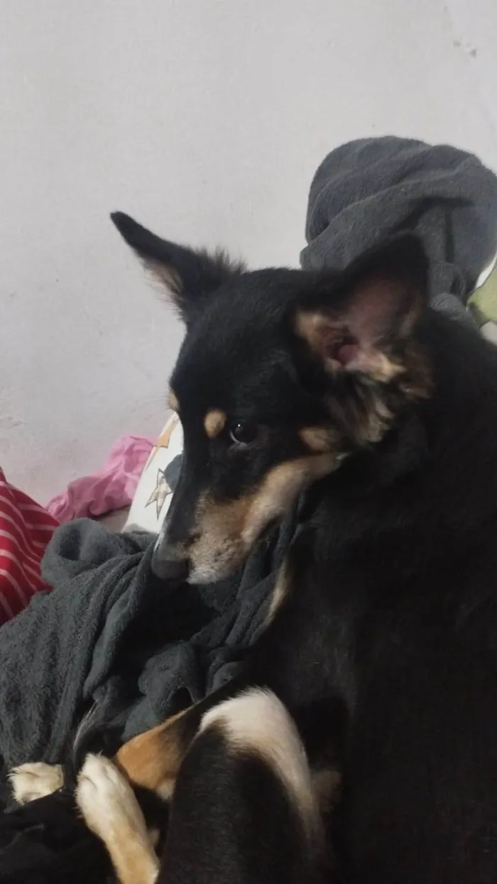 Cachorro ra a SRD-ViraLata idade 1 ano nome Castiel