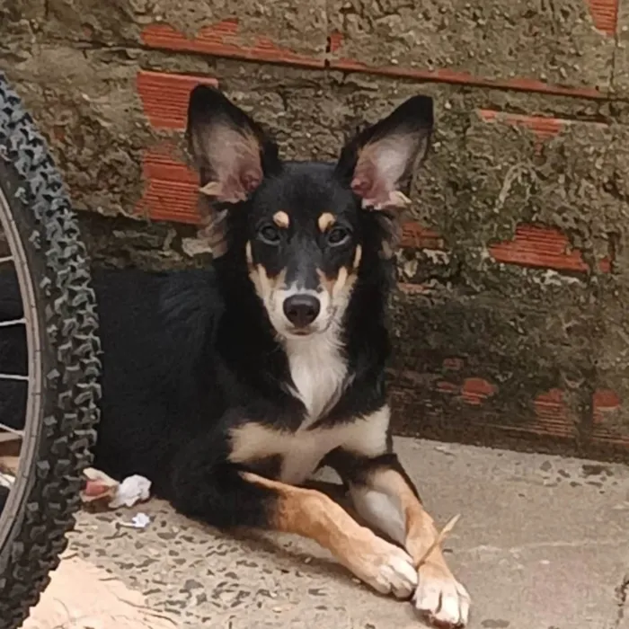 Cachorro ra a SRD-ViraLata idade 1 ano nome Castiel