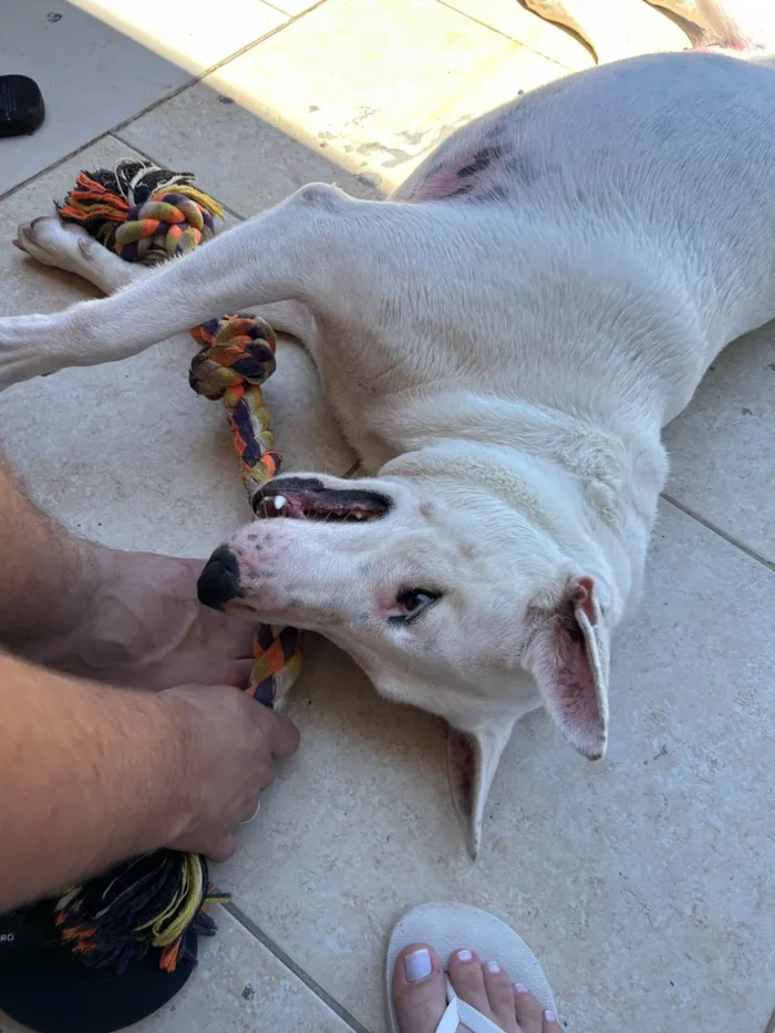 Cachorro ra a Pit-Bull idade 3 anos nome Gaia