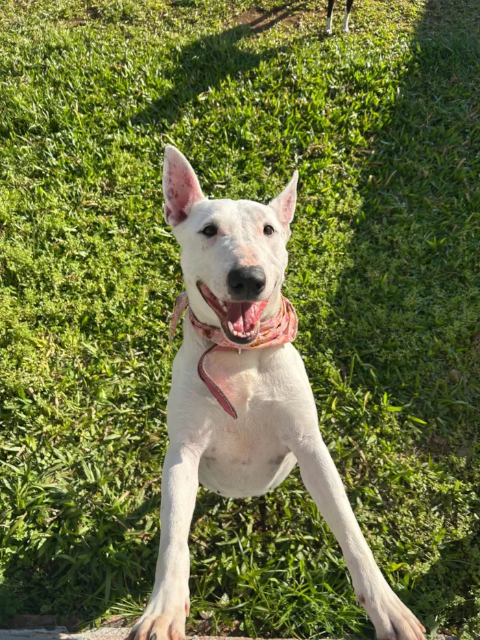 Cachorro ra a Pit-Bull idade 3 anos nome Gaia