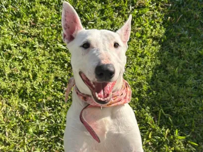 Cachorro raça Pit-Bull idade 3 anos nome Gaia 