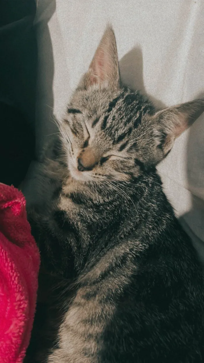 Gato ra a SRD-ViraLata idade 2 a 6 meses nome Nina