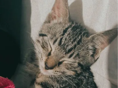 Gato raça SRD-ViraLata idade 2 a 6 meses nome Nina