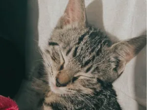 Gato raça SRD-ViraLata idade 2 a 6 meses nome Nina
