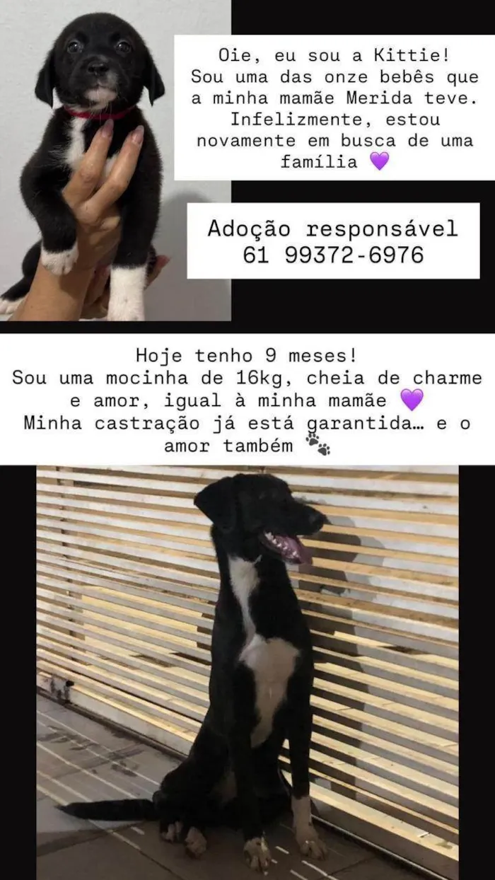 Cachorro raça SRD-ViraLata idade 7 a 11 meses nome kittye