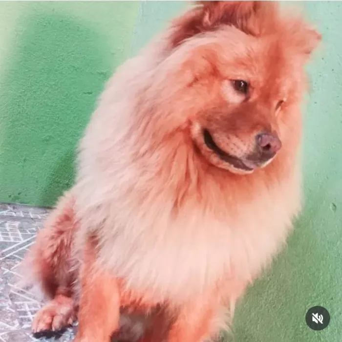 Cachorro ra a Chow Chow idade 1 ano nome TEYLOR
