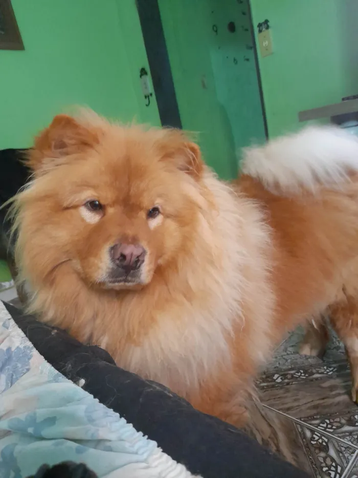 Cachorro ra a Chow Chow idade 1 ano nome TEYLOR