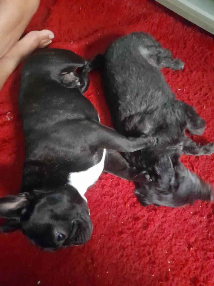 Cachorro ra a Bulldog idade 2 anos nome LOKY