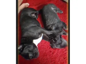 Cachorro raça Bulldog idade 2 anos nome LOKY