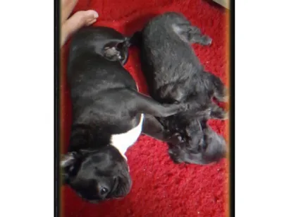 Cachorro raça Bulldog idade 2 anos nome LOKY