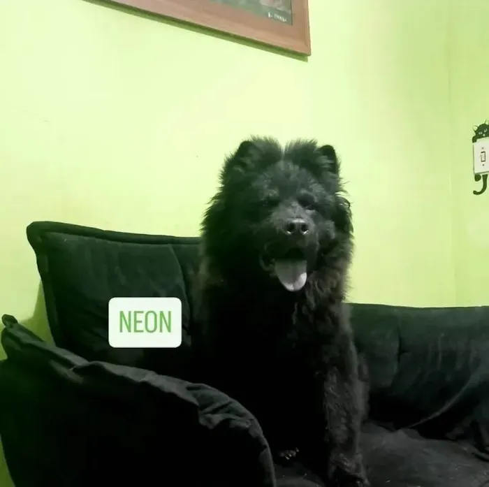 Cachorro ra a Chow Chow idade 7 a 11 meses nome NEON