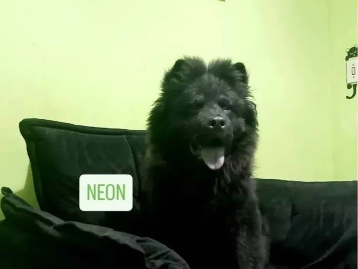 Cachorro ra a Chow Chow idade 7 a 11 meses nome NEON