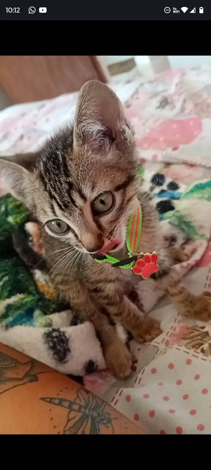 Gato ra a SRD-ViraLata idade 2 a 6 meses nome Lili