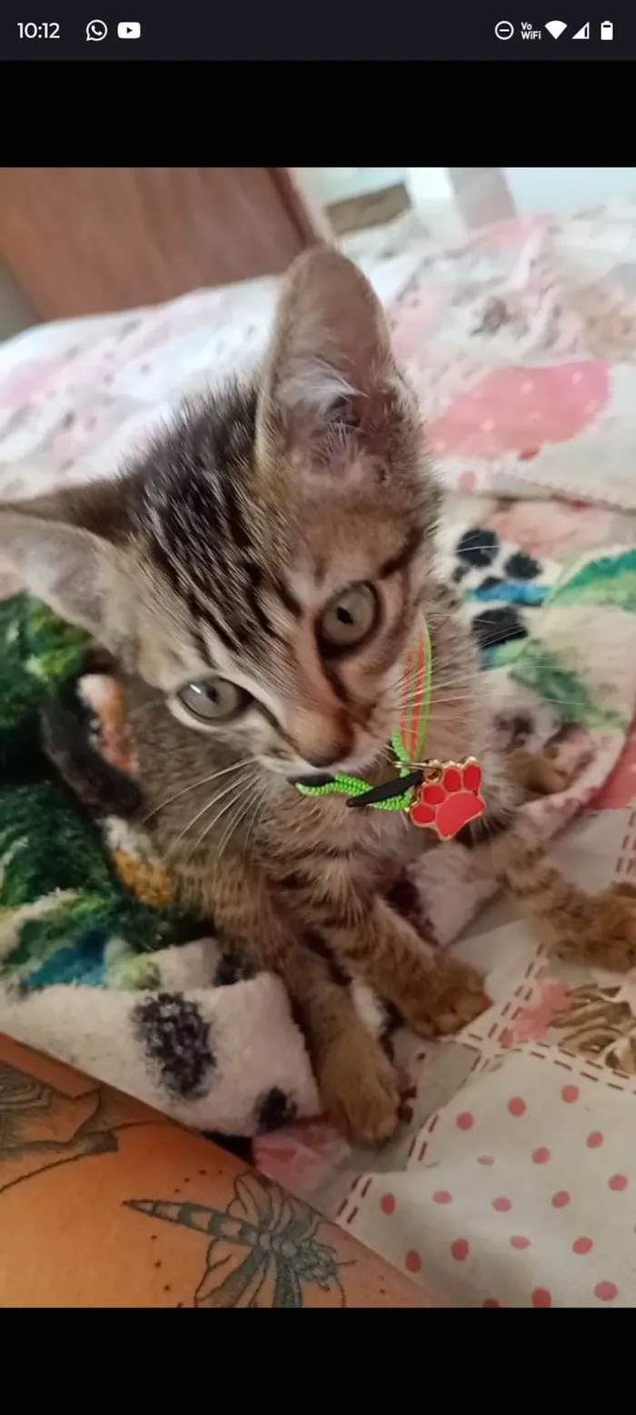 Gato ra a SRD-ViraLata idade 2 a 6 meses nome Lili
