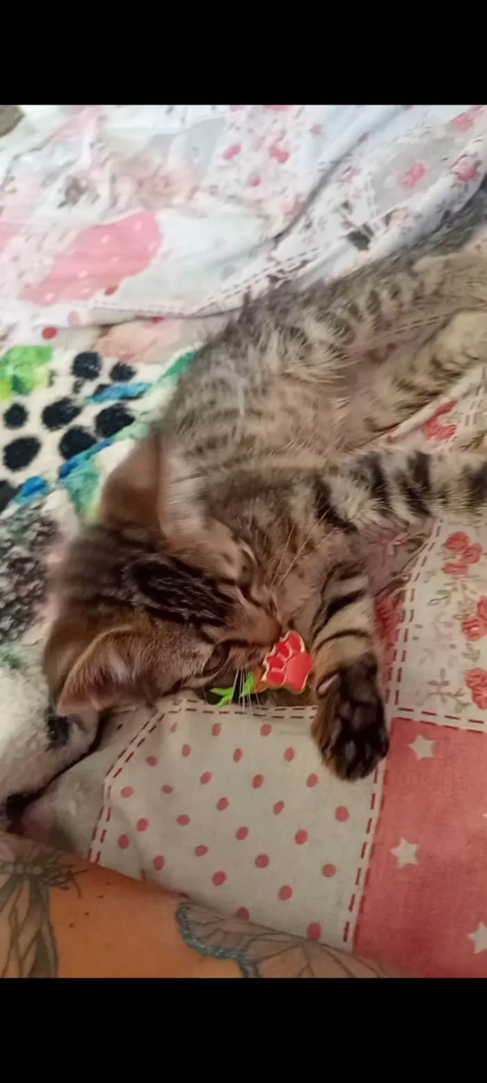 Gato ra a SRD-ViraLata idade 2 a 6 meses nome Lili