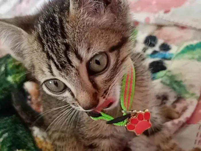 Gato ra a SRD-ViraLata idade 2 a 6 meses nome Lili
