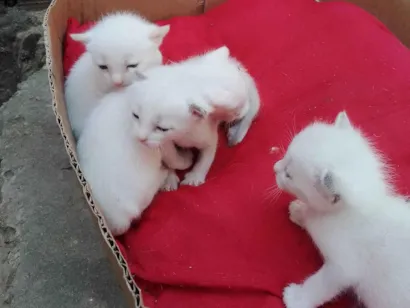 Gato raça SRD-ViraLata idade 2 a 6 meses nome Lulu