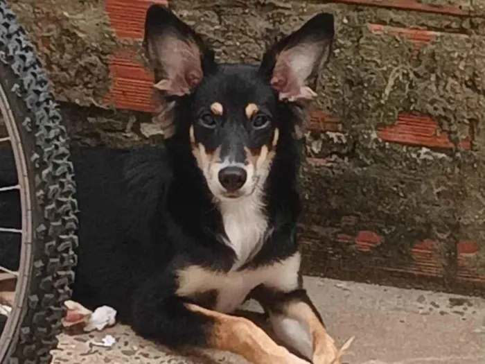 Cachorro ra a SRD-ViraLata idade 1 ano nome Castiel