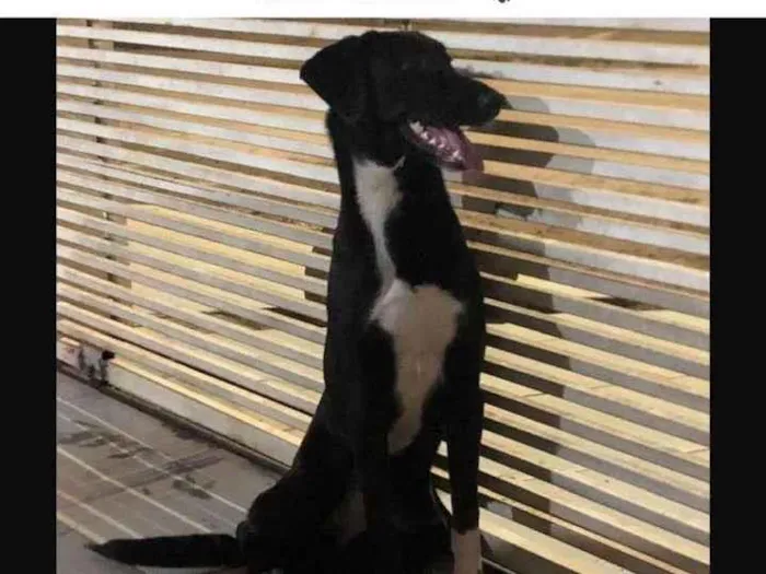 Cachorro raça SRD-ViraLata idade 7 a 11 meses nome kittye