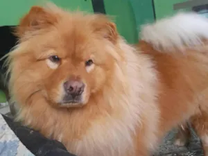 Cachorro raça Chow Chow idade 1 ano nome TEYLOR