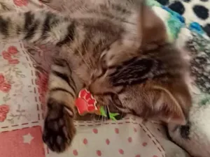 Gato raça SRD-ViraLata idade 2 a 6 meses nome Lili