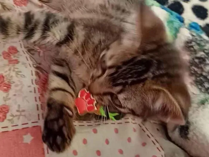 Gato ra a SRD-ViraLata idade 2 a 6 meses nome Lili