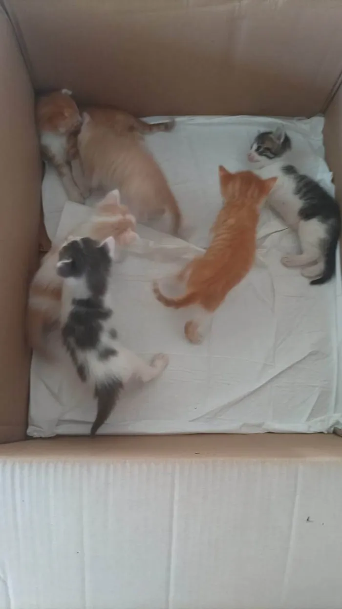 Gato raça SRD-ViraLata idade 2 anos nome Melzinha