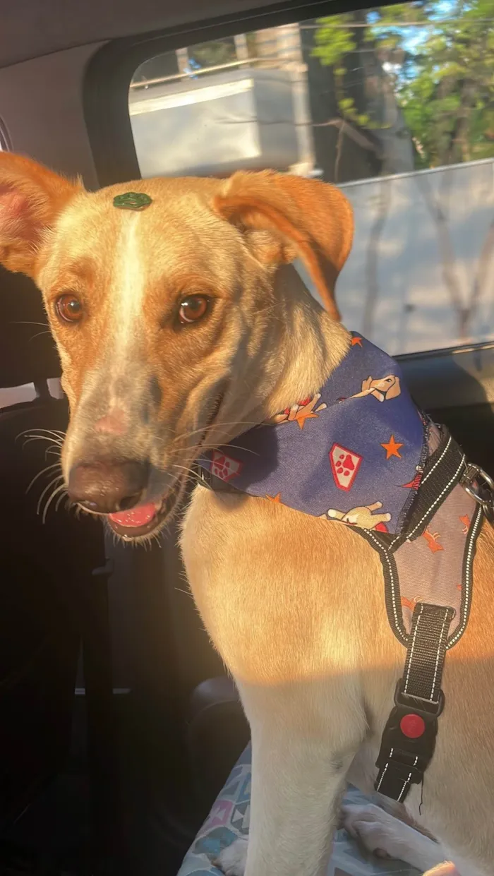 Cachorro ra a SRD-ViraLata idade 2 anos nome Apóllo 