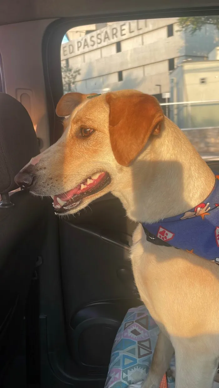 Cachorro ra a SRD-ViraLata idade 2 anos nome Apóllo 