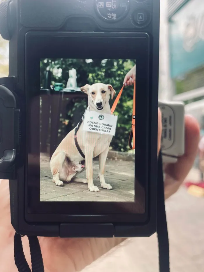 Cachorro ra a SRD-ViraLata idade 2 anos nome Apóllo 