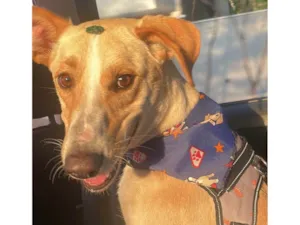 Cachorro raça SRD-ViraLata idade 2 anos nome Apóllo 