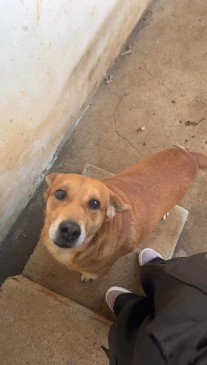 Cachorro ra a SRD-ViraLata idade 6 ou mais anos nome Bruce