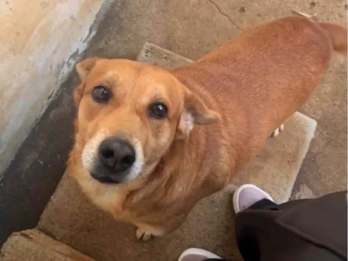 Cachorro ra a SRD-ViraLata idade 6 ou mais anos nome Bruce