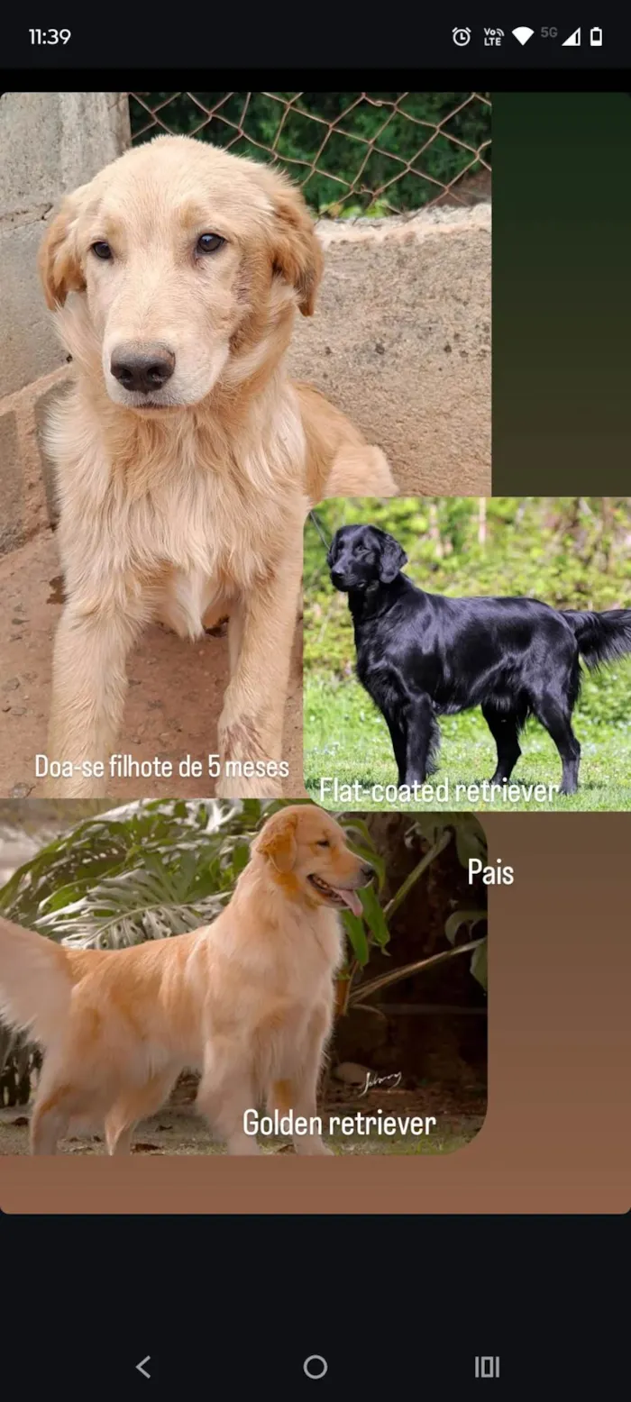 Cachorro ra a SRD-ViraLata idade 2 a 6 meses nome Filhote Retriever