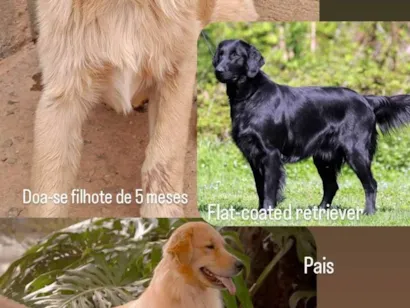 Cachorro raça SRD-ViraLata idade 2 a 6 meses nome Filhote Retriever