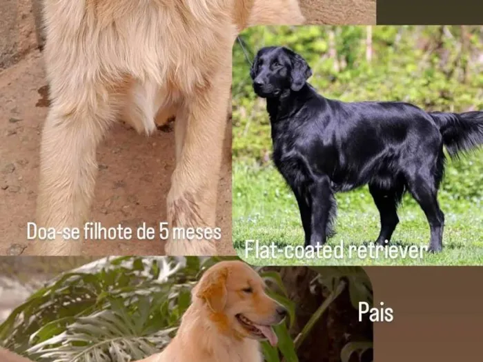 Cachorro ra a SRD-ViraLata idade 2 a 6 meses nome Filhote Retriever