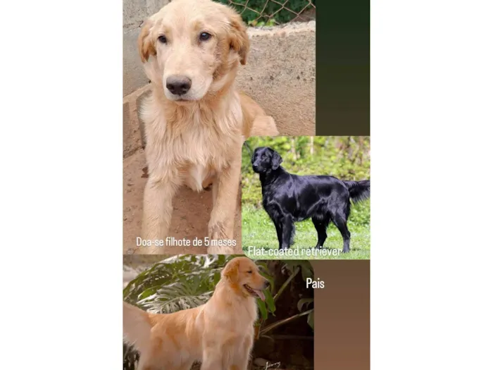 Cachorro ra a SRD-ViraLata idade 2 a 6 meses nome Filhote Retriever