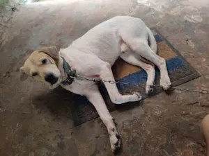 Cachorro raça SRD-ViraLata idade 4 anos nome plutos